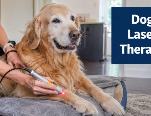 Your Dog Laser Therapy Machine Guide for South Tampa