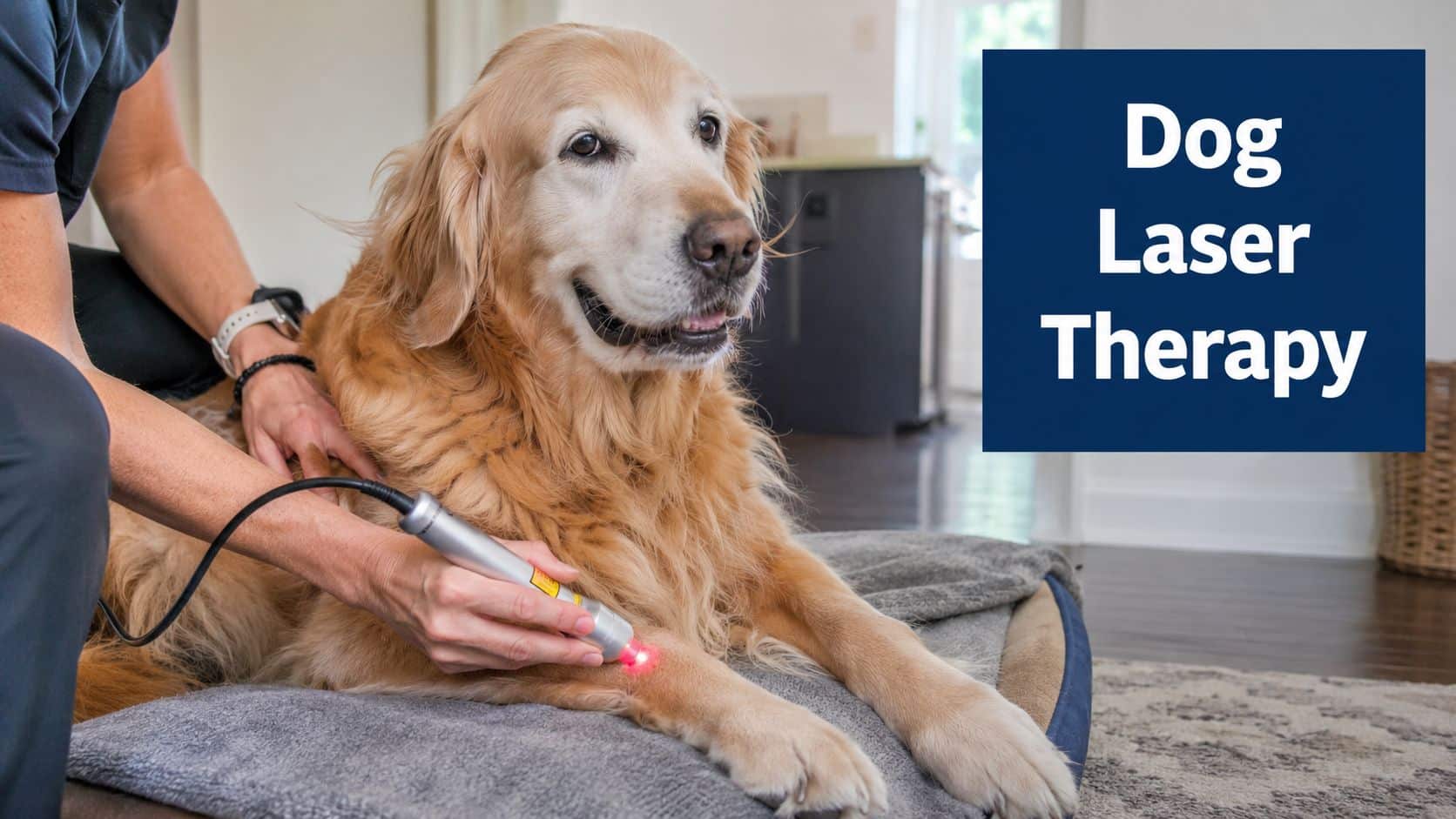 Golden retriever receiving dog laser therapy as a clinician applies a handheld laser to its leg.