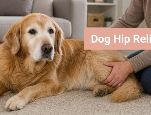 Effective Dog Pain Relief Hips: Owner’s Guide 2026