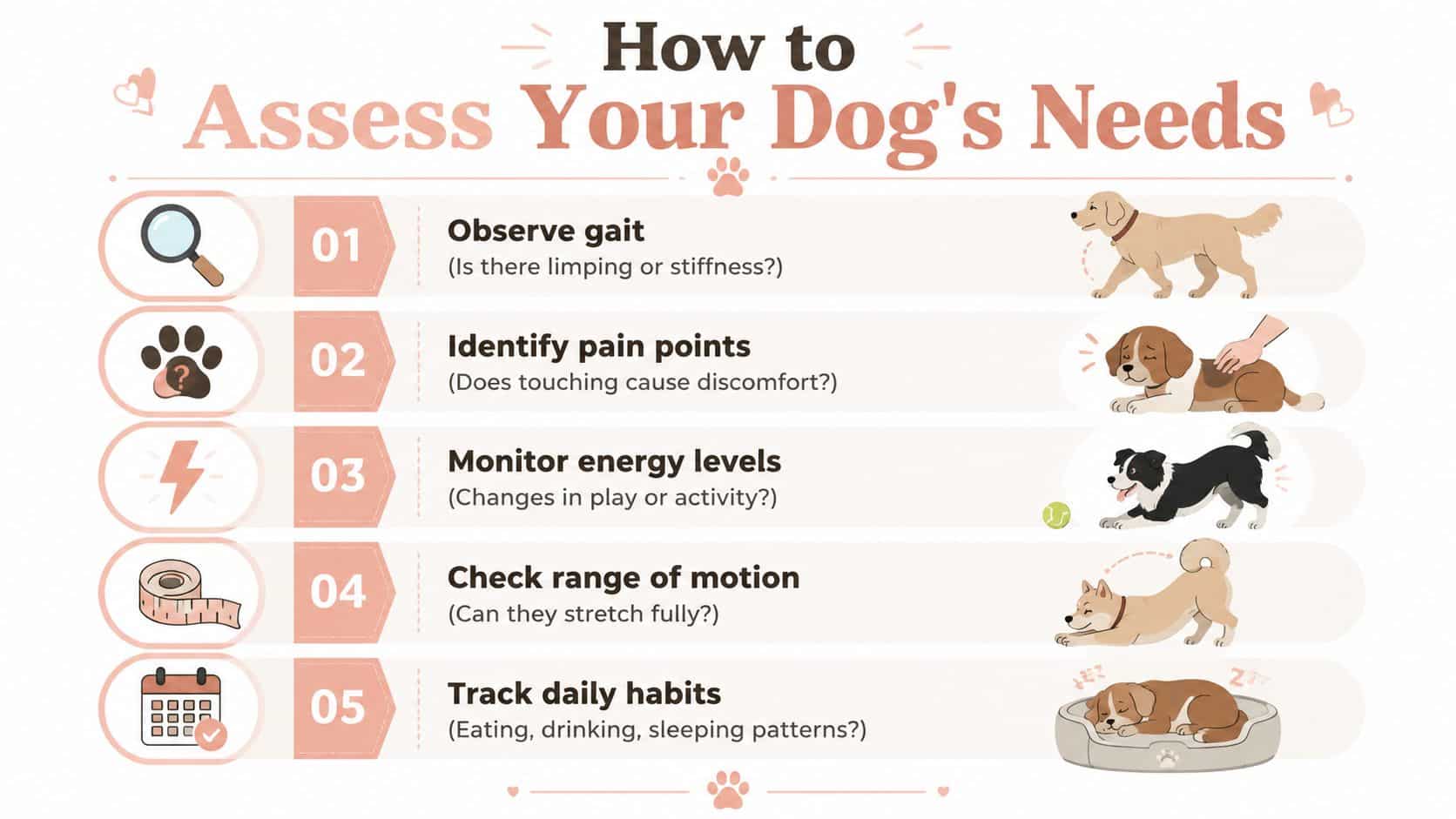 An infographic titled How to Assess Your Dog's Needs listing five steps to evaluate canine health.