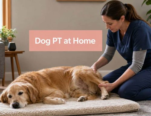 Dog Physical Therapy at Home: A South Tampa Vet’s Guide