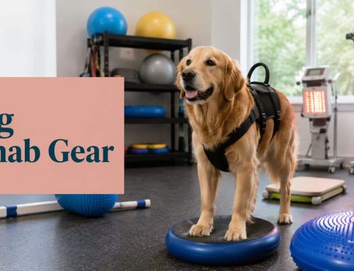 A Vet’s Guide to Dog Rehabilitation Equipment