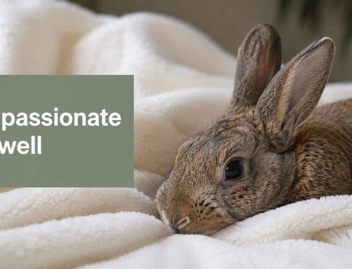 A Compassionate Guide to Euthanasia for Rabbits