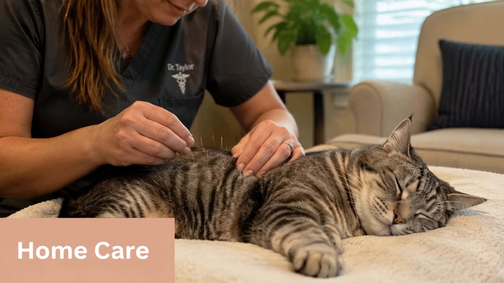 A veterinarian performing acupuncture on a relaxed cat resting on a soft blanket at home.