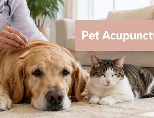 How Many Acupuncture Sessions Does Your Pet Need?