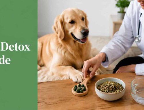 How to Detox at Home: A Vet Guide for Your Pet