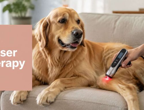 Laser Therapy for Dogs at Home: A Responsible Guide