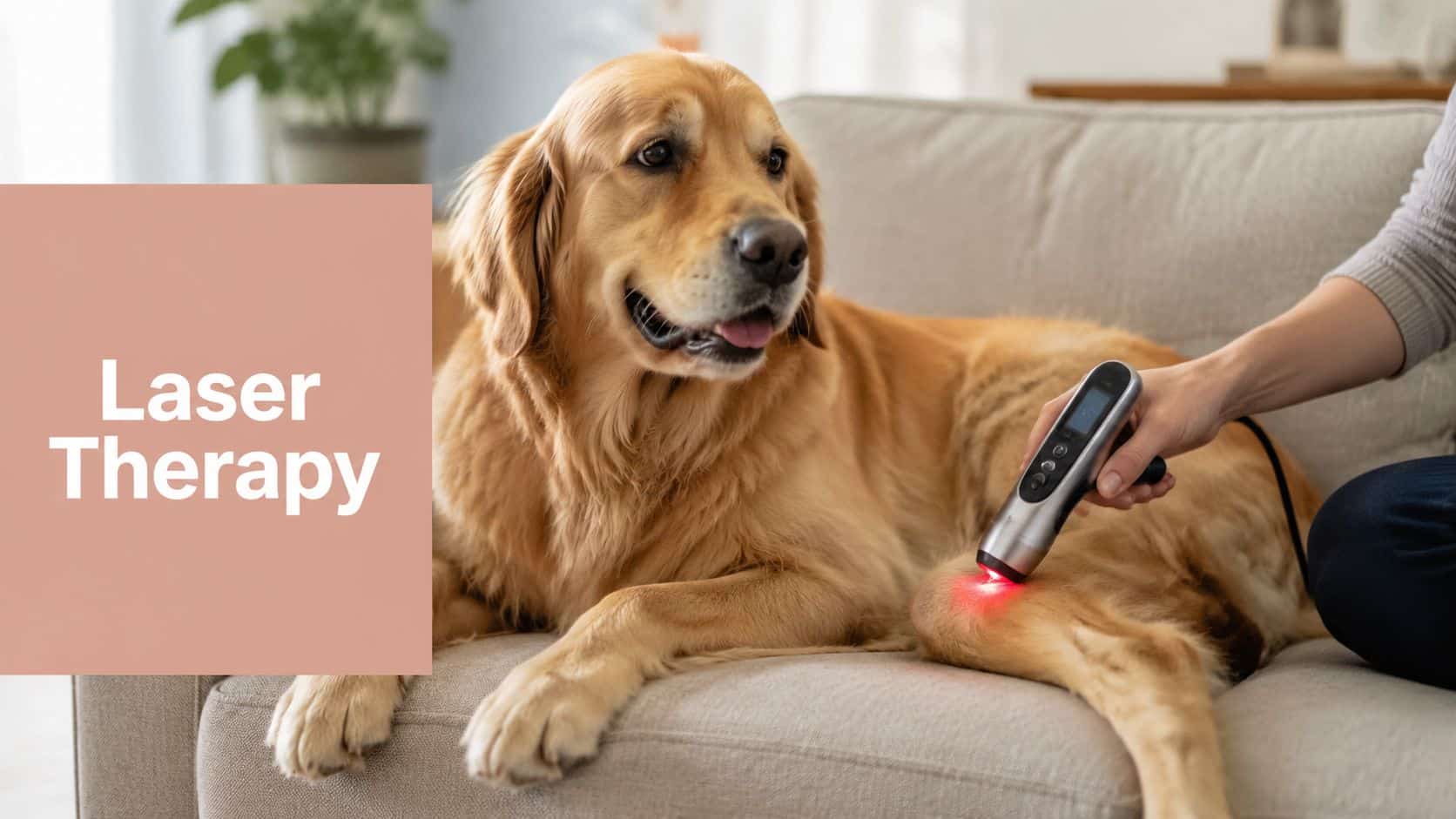 Golden retriever on a sofa receiving laser therapy on its leg, a handheld device emitting red light nearby.