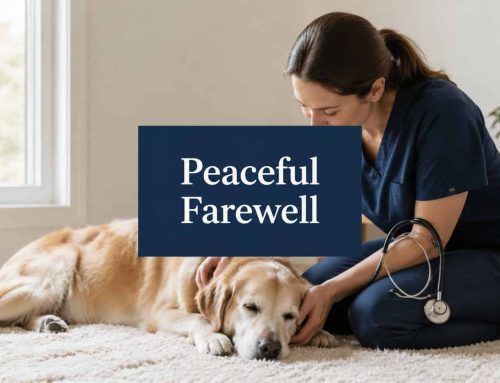 Mobile Vet Services for Euthanasia: Compassionate South