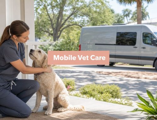 Your Mobile Veterinary Clinic Near Me in South Tampa