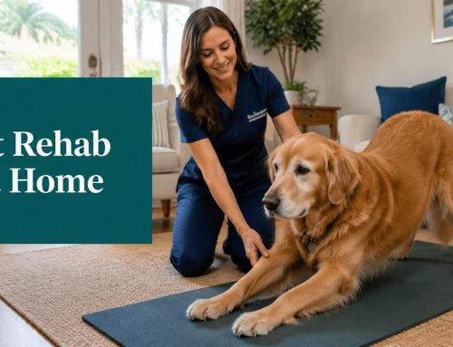 Pet Rehab at Home Healthcare Services: South Tampa