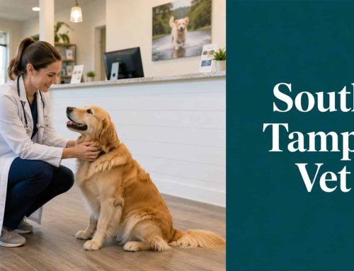 Choosing a South Tampa Veterinary Hospital: A Local Guide