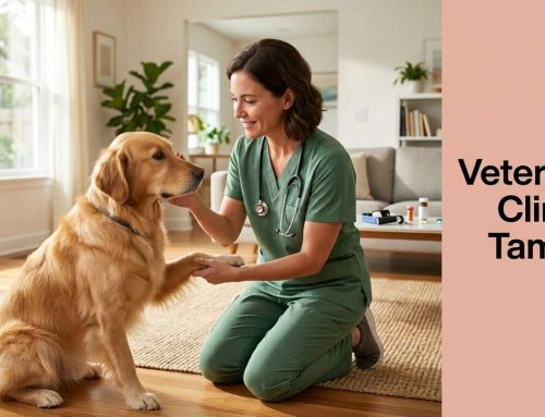 Expert Guide: Veterinary Medical Clinic Tampa Florida