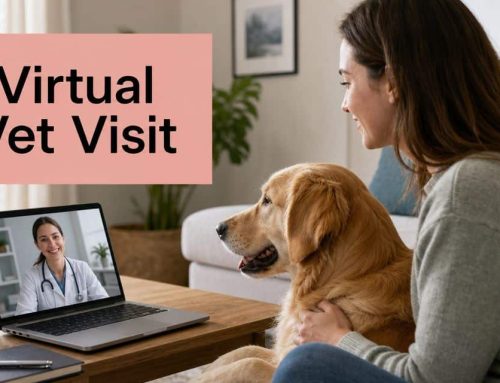 Your Guide to a Virtual Vet Visit