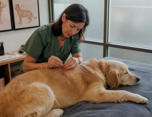 Acupuncture for Dogs with Seizures: A 2026 Guide