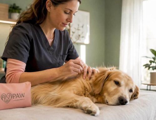 Acupuncture for Dogs With Allergies: A 2026 Guide