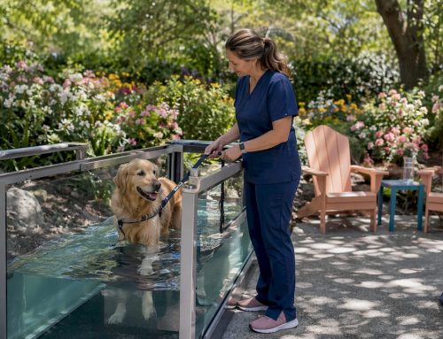 Best Veterinary Rehab Providers in Florida: 2026 Guide