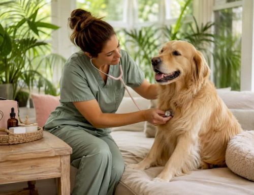 Mobile Vet Services in Florida: Your Complete Home Care Guide