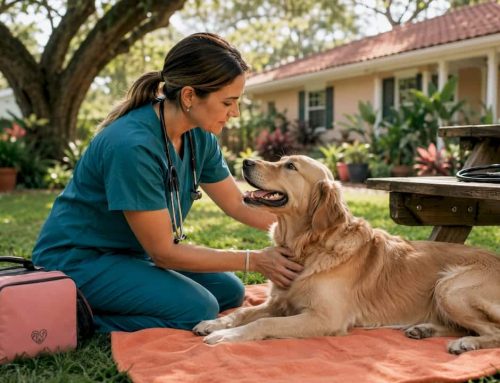 House Call Veterinarian Near Me: Florida’s Best Mobile Vets
