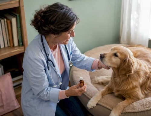 Homeopathic Pain Meds for Dogs: Vet-Reviewed Guide