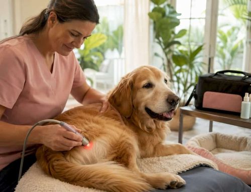 Laser Therapy for Dogs Near Me: South Tampa Guide