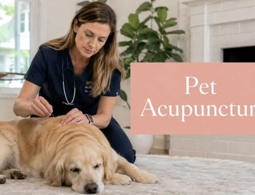 Acupuncture for Pets: Benefits for Your Furry Friends