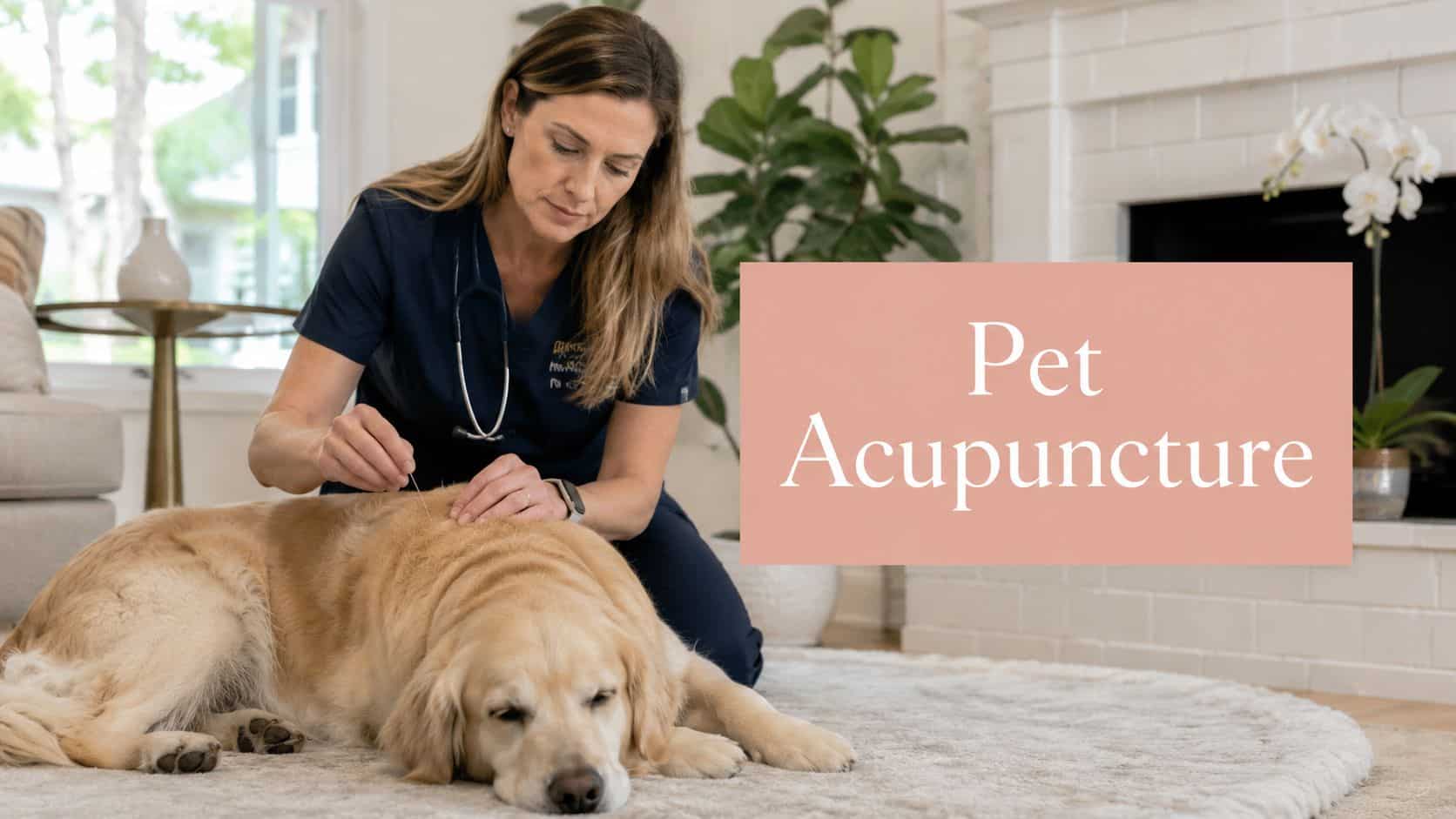 Veterinarian administering acupuncture to a golden retriever resting on a rug indoors, with a pink sign that says 'Pet Acupuncture' nearby.