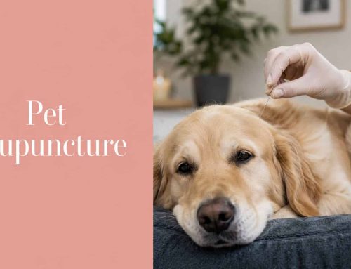 Acupuncture Point Selection: How Vets Choose Points for Pets