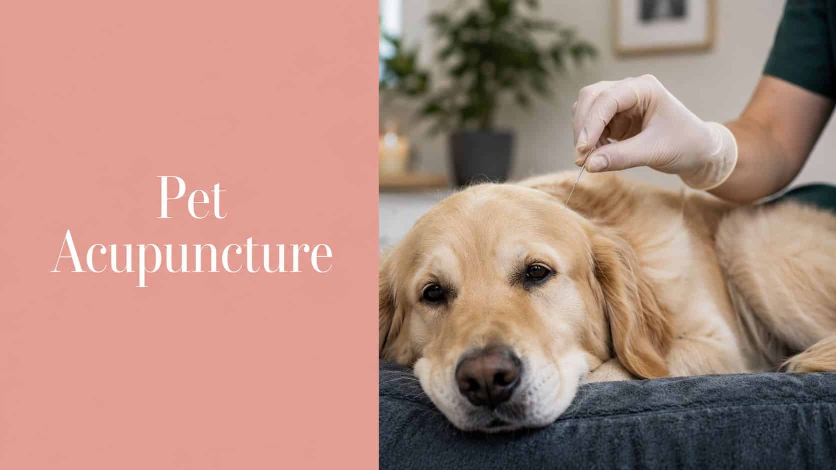 Golden retriever relaxing on a table while a clinician inserts an acupuncture needle, with a pink panel reading 'Pet Acupuncture' on the left.