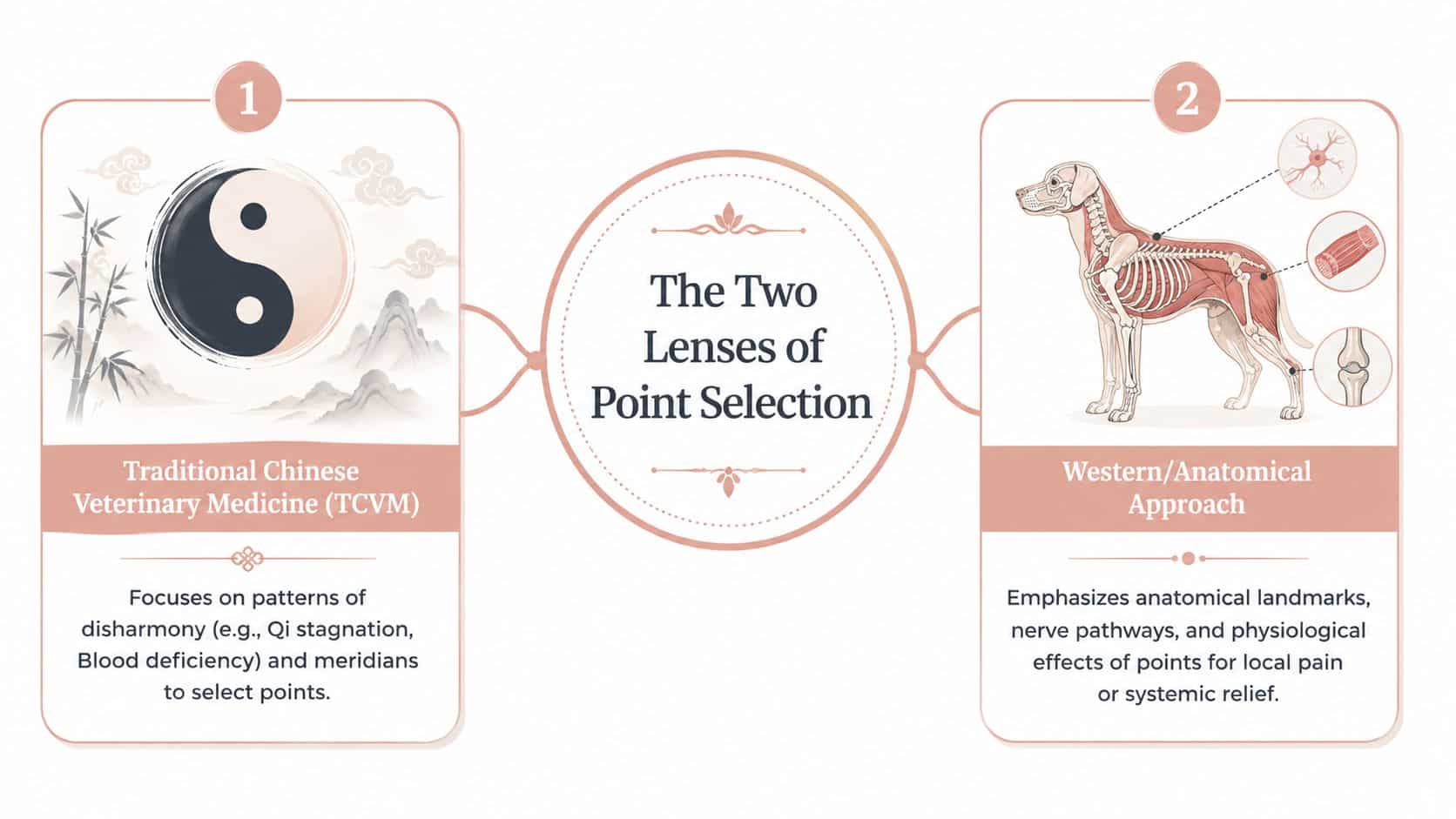 An infographic titled The Two Lenses of Point Selection comparing TCVM and Western anatomical veterinary acupuncture approaches.