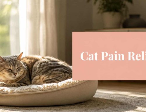 Cat Pain Relief at Home: A South Tampa Guide
