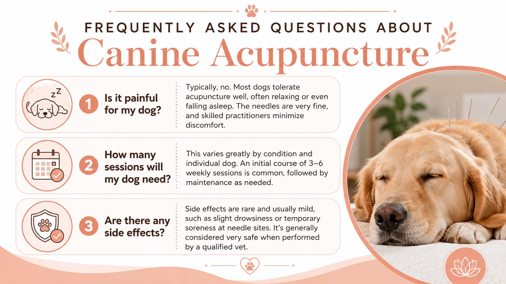A dog-friendly infographic explaining common questions about canine acupuncture sessions for pets and their owners.