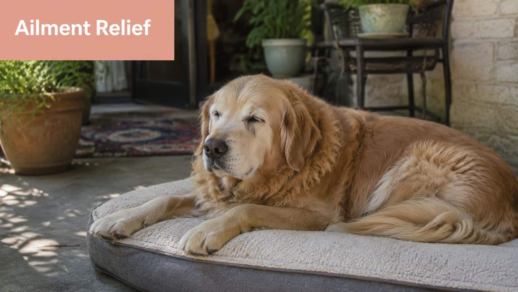 An elderly golden retriever resting comfortably on a plush orthopedic pet bed on a patio.