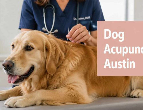 Dog Acupuncture Austin: Benefits & Top Vets for 2026