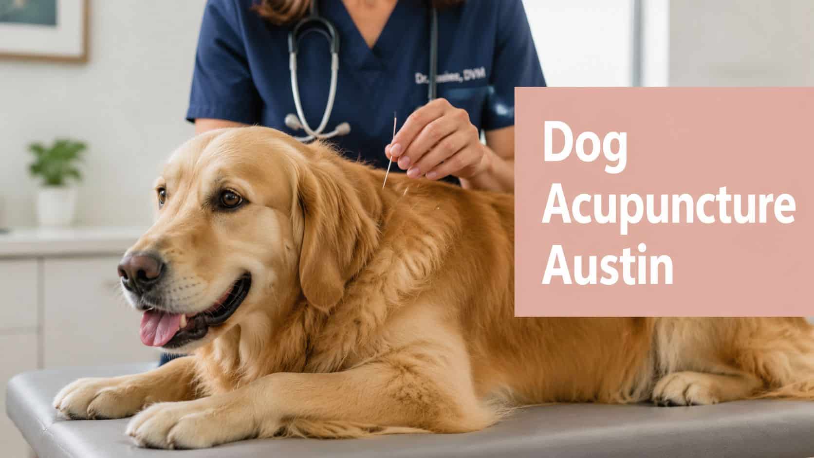 Golden retriever on an exam table receiving acupuncture from a veterinarian; overlay reads Dog Acupuncture Austin.