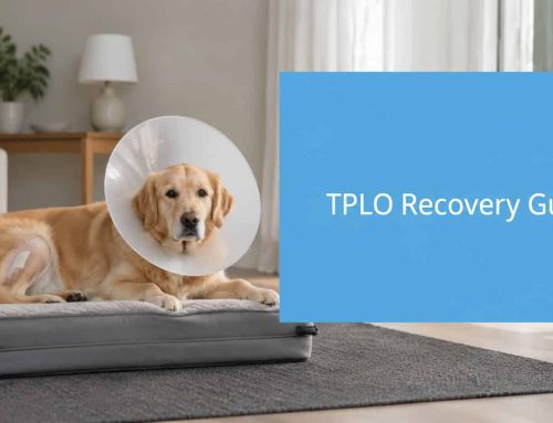 Dog TPLO Recovery a Complete Week-By-Week Guide