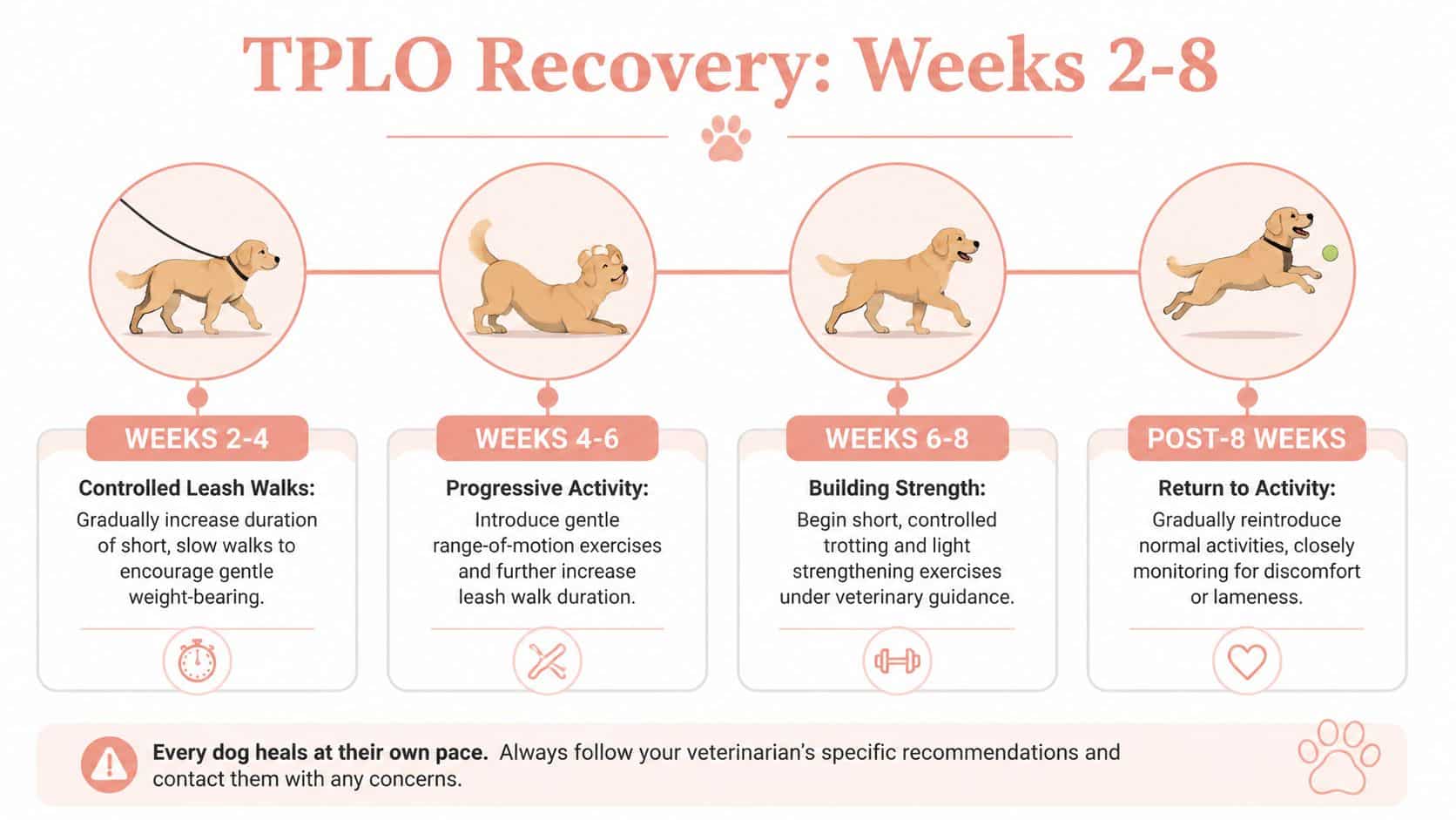 An infographic illustrating the four stages of a dog's TPLO surgery recovery timeline from weeks two to eight.