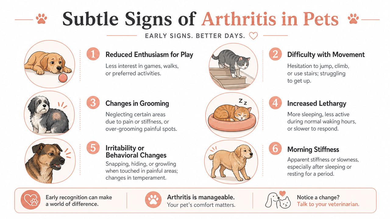 An infographic detailing six subtle signs of arthritis in pets to help owners identify early symptoms.