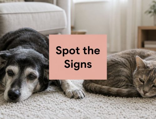 Early Signs of Arthritis: A Guide for Dog and Cat Owners