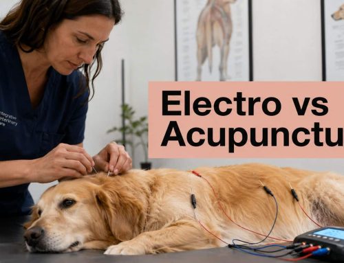Electroacupuncture vs Acupuncture a Pet Owner’s Guide