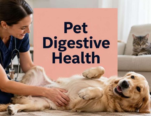Pet Digestive Health: South Tampa’s 2026 Guide