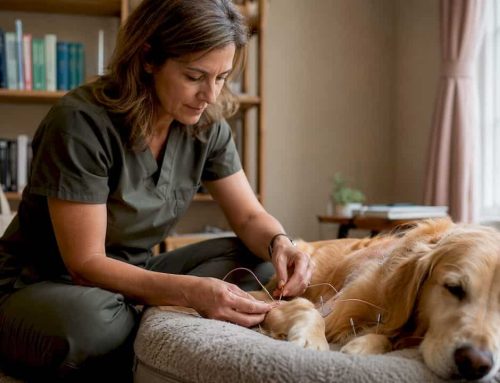 Electroacupuncture for Dogs: Evidence and What Owners Need