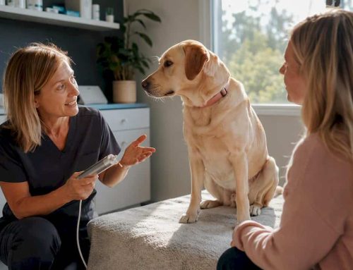 Laser Therapy for IVDD in Dogs: What Owners Should Know