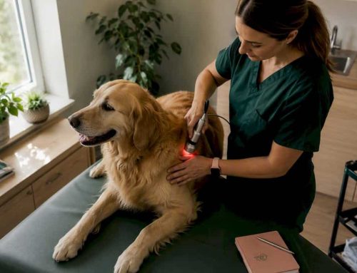 Dog Laser Therapy Cost: What to Expect in 2026