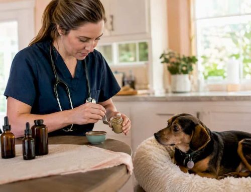 Yunnan Baiyao for Dogs: Safety, Dosing, and Vet Guidance