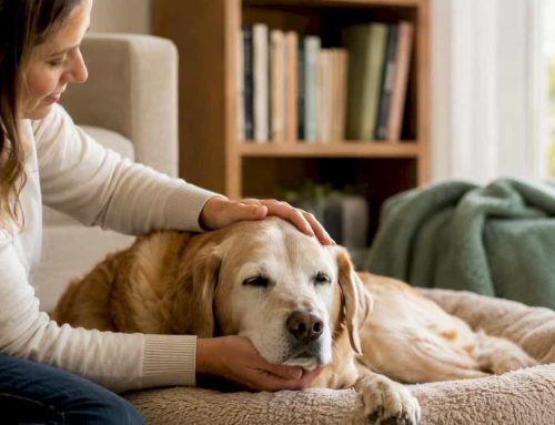 Get an Online Vet Second Opinion With Confidence