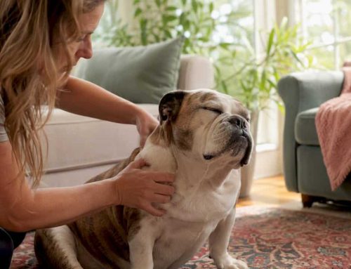 Acupressure for Dogs: In-Home Care in South Tampa