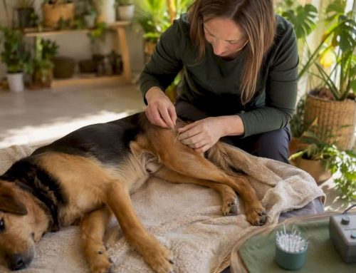 Acupuncture for Dogs with CCL Injuries: What Owners Need to Know