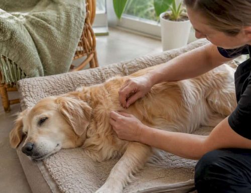 How Often Should Your Dog Get Acupuncture?