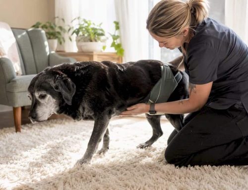 Degenerative Myelopathy Care: A Rehab-First Plan for Owners
